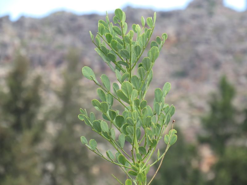 Indigofera frutescens, photographed by Jeremy Gilmore