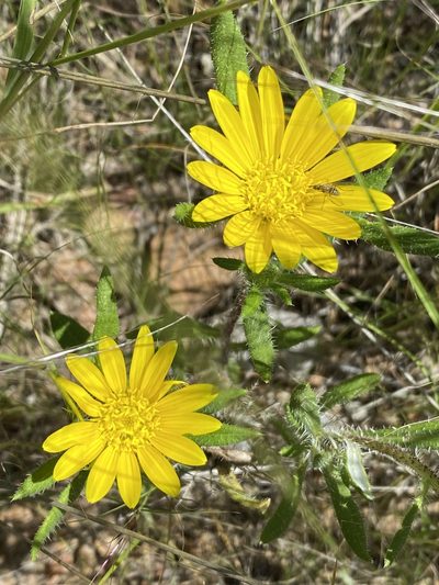 Roessleria gazanioides, photographed by Dave U