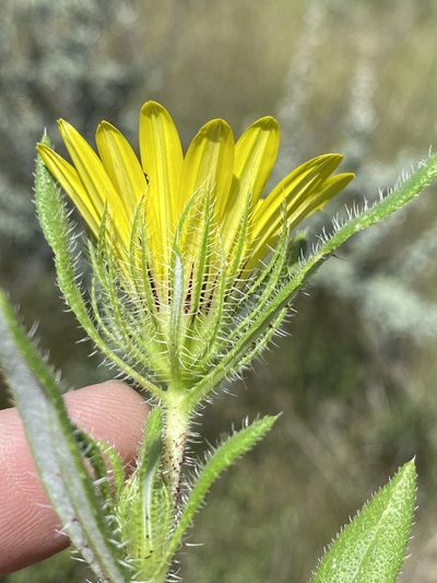 Roessleria gazanioides, photographed by Dave U