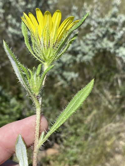 Roessleria gazanioides, photographed by Dave U