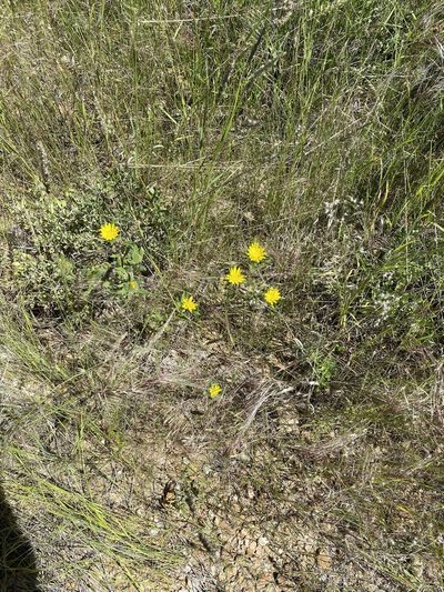 Roessleria gazanioides, photographed by Dave U