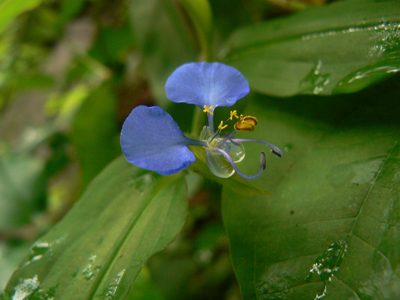Commelina forskaolii, photographed by Dinesh Valke