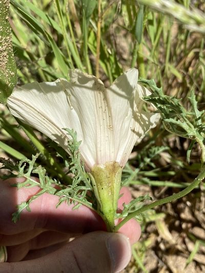 Distimake bipinnatipartitus, photographed by Dave U