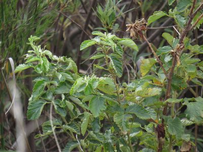 Rubus rigidus, photographed by Jeremy Gilmore