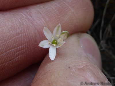 Nicipe juncifolia, photographed by Andrew Hankey