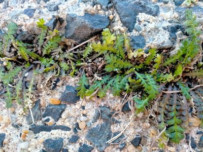 Lepidium tenuicaule, photographed by John Barkla