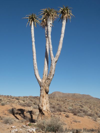 Aloidendron pillansii, photographed by Andrew Hankey