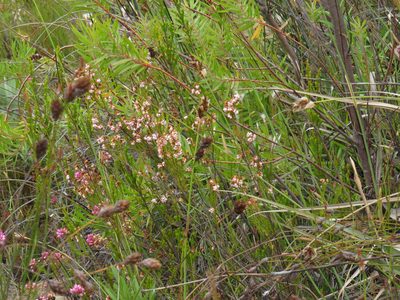 Erica oxysepala, photographed by Jeremy Gilmore