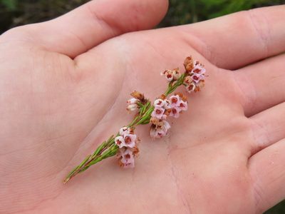Erica oxysepala, photographed by Jeremy Gilmore