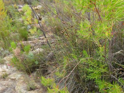 Elegia asperiflora, photographed by Jeremy Gilmore