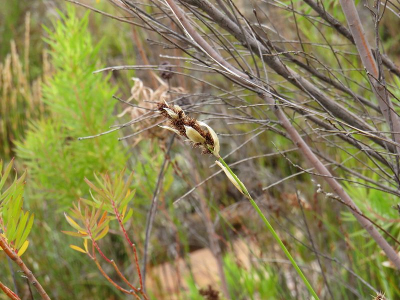 Elegia asperiflora, photographed by Jeremy Gilmore