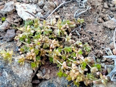 Crassula mataikona, photographed by John Barkla