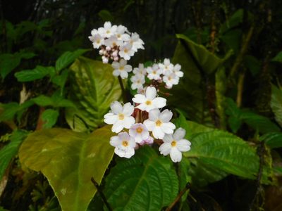 Primula carolinehenryae, photographed by Eugene Popov