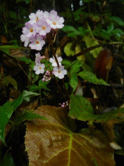 Primula carolinehenryae, photographed by Eugene Popov