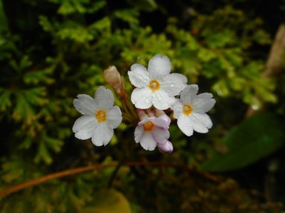 Primula carolinehenryae, photographed by Eugene Popov