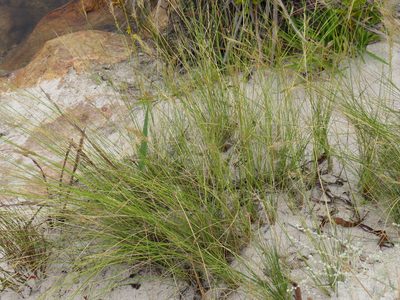 Aristida adscensionis, photographed by Jeremy Gilmore
