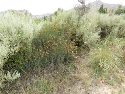 Willdenowia arescens, photographed by Jeremy Gilmore