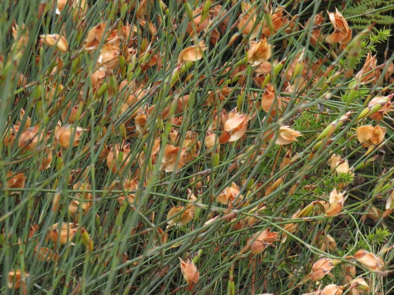 Willdenowia arescens, photographed by Jeremy Gilmore