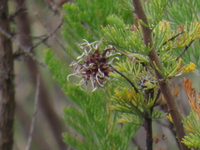 Serruria pedunculata, photographed by Jeremy Gilmore