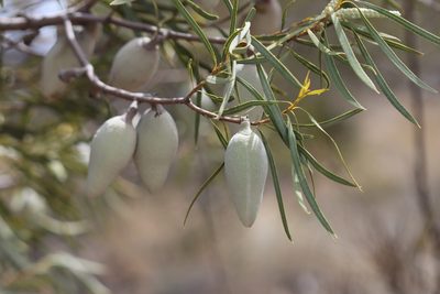 Xylomelum angustifolium, photographed by T. Hammer