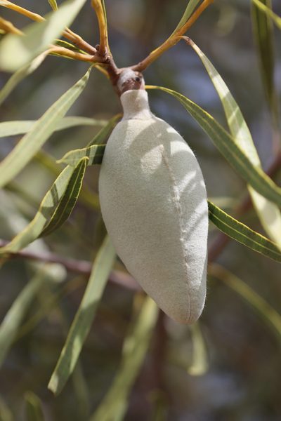 Xylomelum angustifolium, photographed by T. Hammer