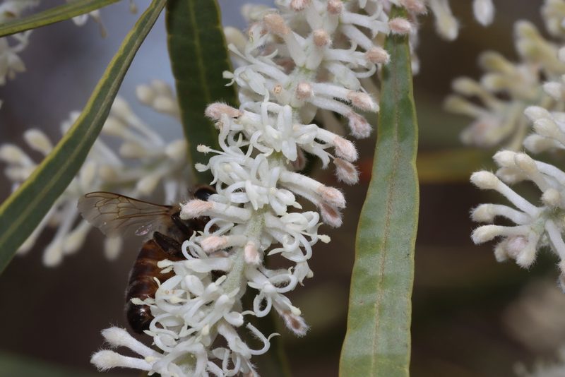 Xylomelum angustifolium, photographed by T. Hammer