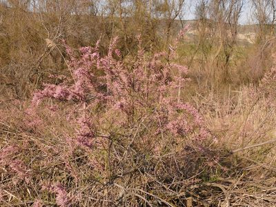 Tamarix gallica, photographed by Sara Navarro