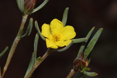 Hibbertia leucocrossa, photographed by T. Hammer