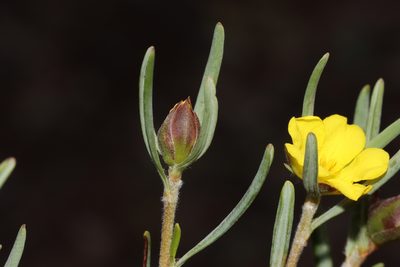Hibbertia leucocrossa, photographed by T. Hammer