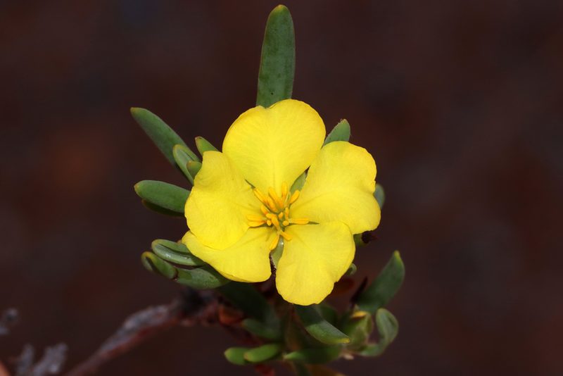 Hibbertia leucocrossa, photographed by T. Hammer