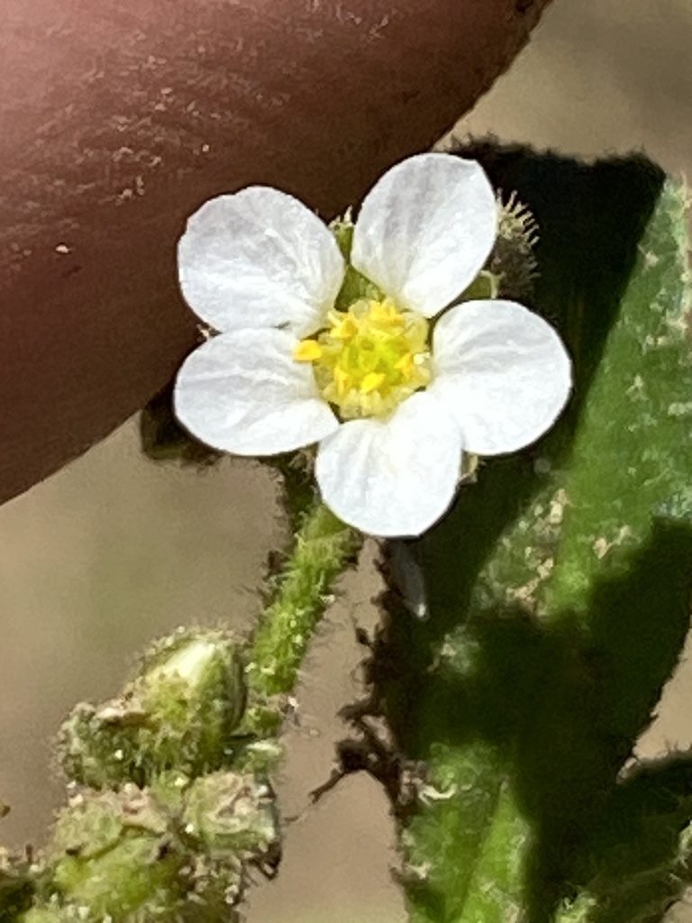 Limeum myosotis, photographed by Dave U