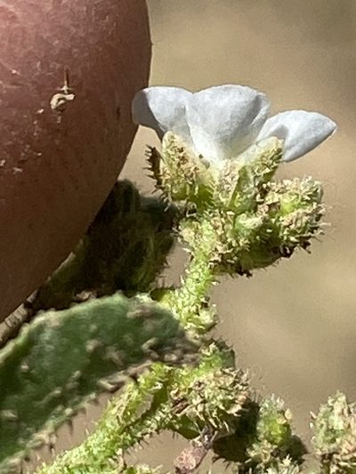 Limeum myosotis, photographed by Dave U