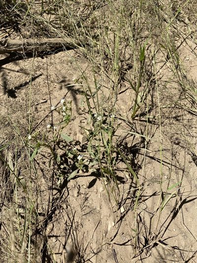 Limeum myosotis, photographed by Dave U