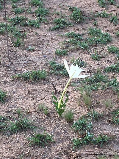 Pancratium tenuifolium, photographed by dschigel
