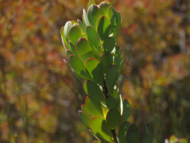Leucadendron arcuatum, photographed by Jeremy Gilmore