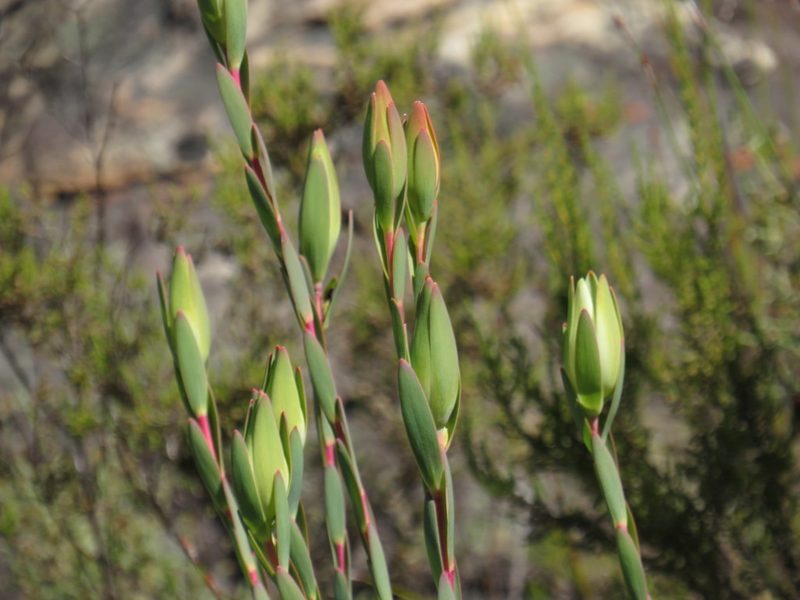 Leucadendron diemontianum, photographed by Jeremy Gilmore