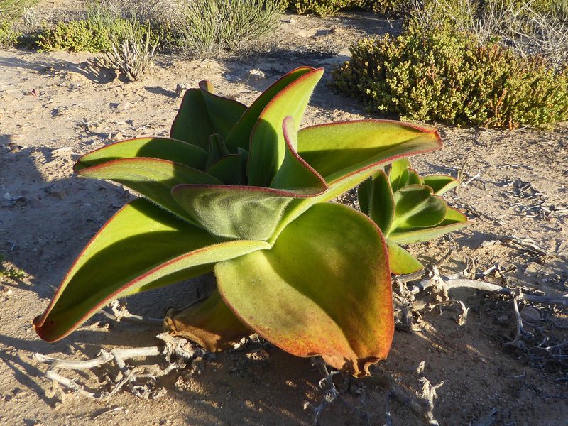 Mesembryanthemum barklyi, photographed by Andrew Hankey