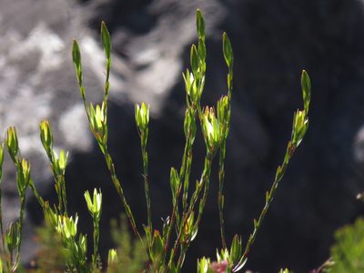 Leucadendron diemontianum, photographed by Jeremy Gilmore