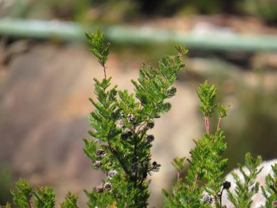 Serruria pedunculata, photographed by Jeremy Gilmore