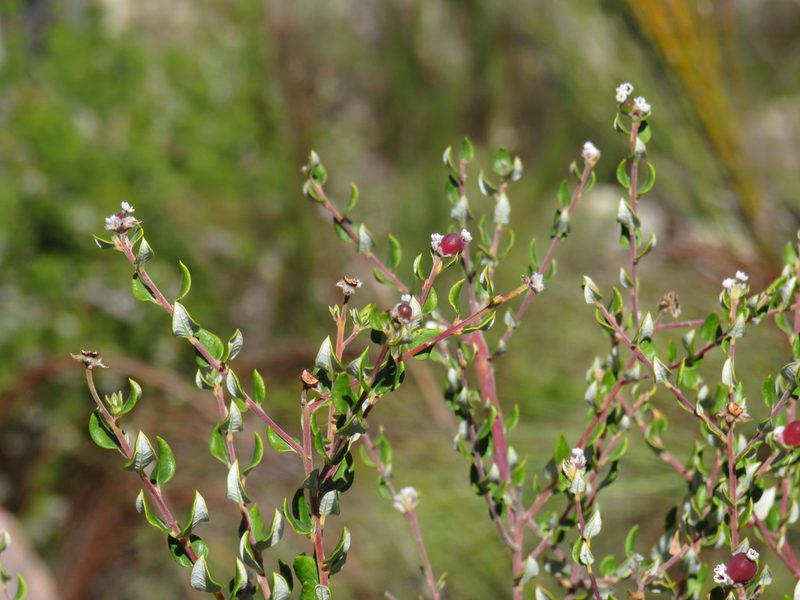 Phylica nervosa, photographed by Jeremy Gilmore