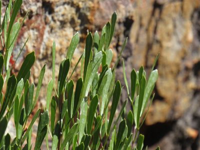 Searsia rimosa, photographed by Jeremy Gilmore