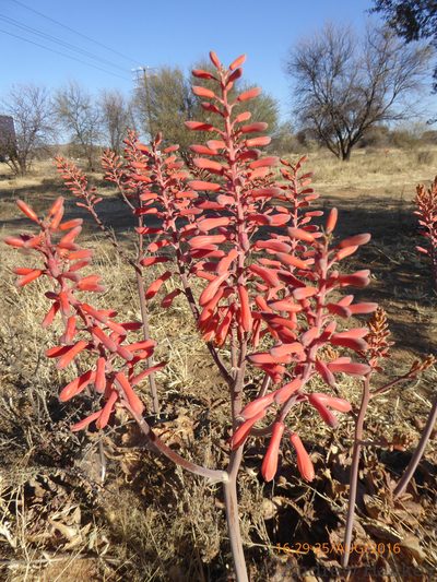 Aloe grandidentata, photographed by Andrew Hankey