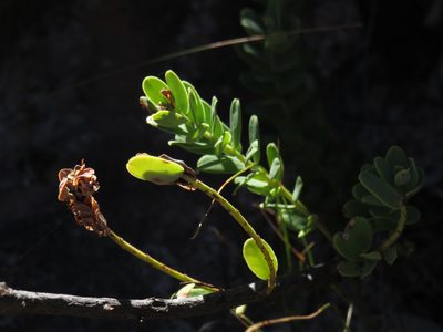 Clutia alaternoides, photographed by Jeremy Gilmore