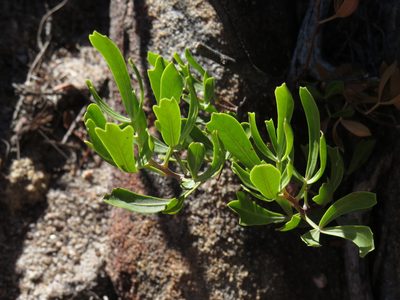 Searsia rimosa, photographed by Jeremy Gilmore
