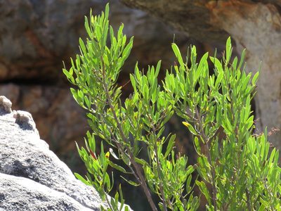 Searsia rimosa, photographed by Jeremy Gilmore