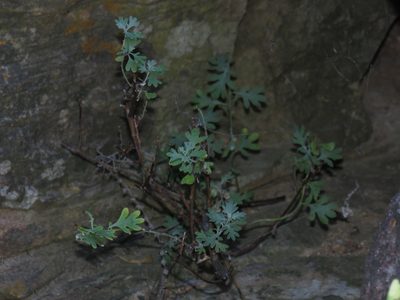 Lidbeckia pectinata, photographed by Jeremy Gilmore
