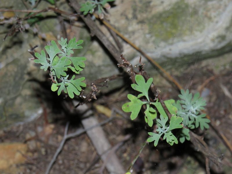 Lidbeckia pectinata, photographed by Jeremy Gilmore