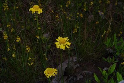 Helenium drummondii, photographed by Michelle W. （鍾偉瑋）