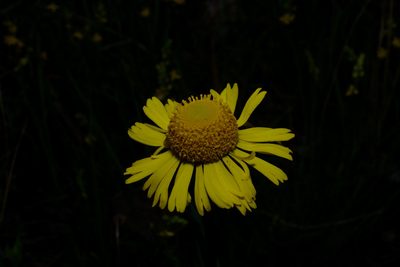 Helenium drummondii, photographed by Michelle W. （鍾偉瑋）