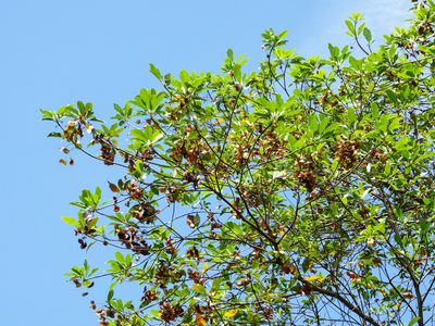Terminalia calamansanai, photographed by Cheongweei Gan
